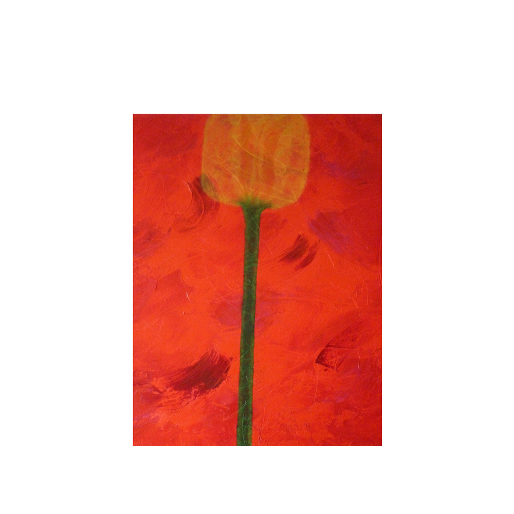 Blumen – Natur -Tulpe
